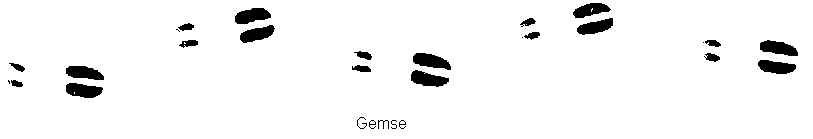 Dieses BO enth&auml;lt  Translationen und Schub-Spiegelungen.